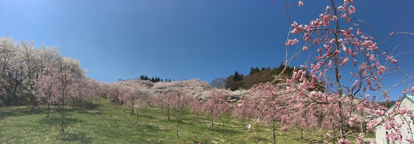 桜風景パノラマ